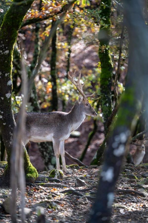 Bourazani Wild Life Resort Konitsa Luaran gambar