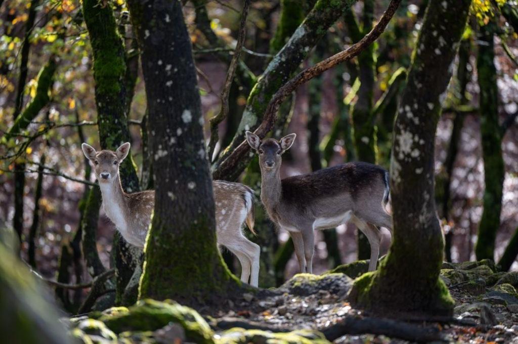 Bourazani Wild Life Resort Konitsa Luaran gambar