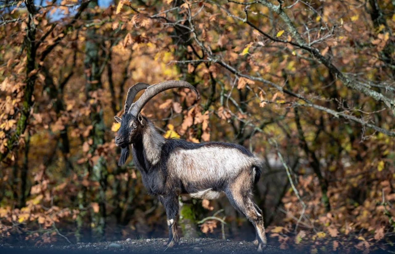 Bourazani Wild Life Resort Konitsa Luaran gambar