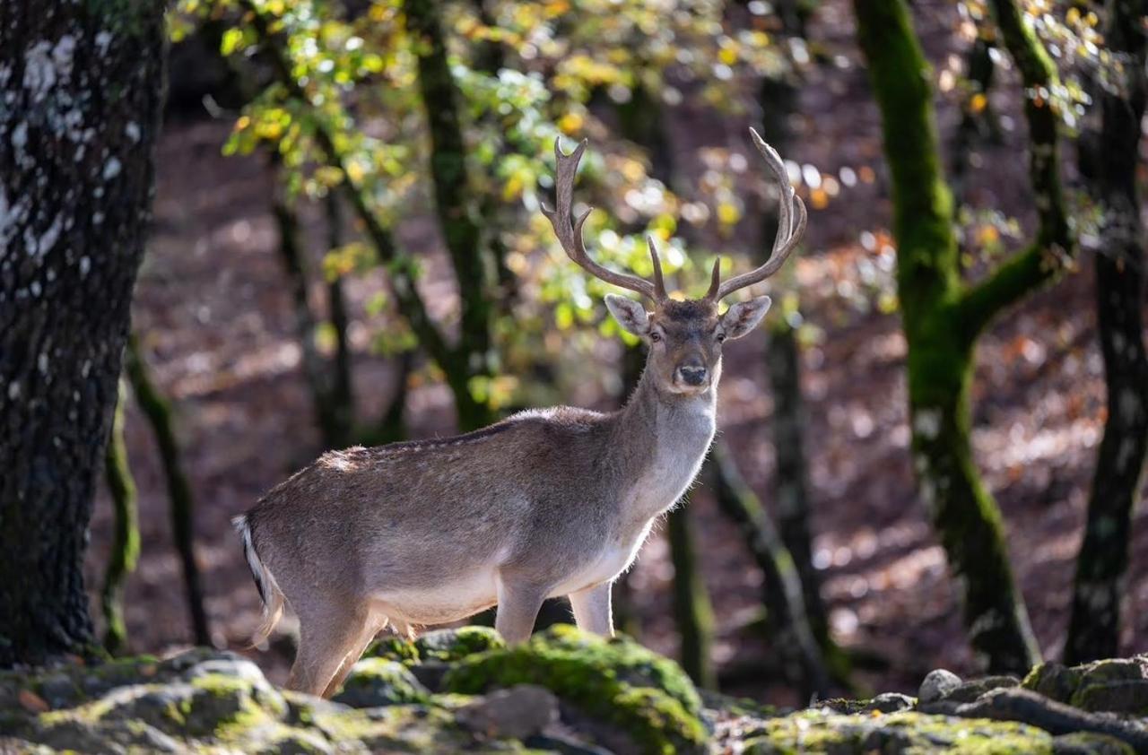 Bourazani Wild Life Resort Konitsa Luaran gambar
