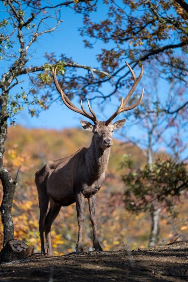 Bourazani Wild Life Resort Konitsa Luaran gambar