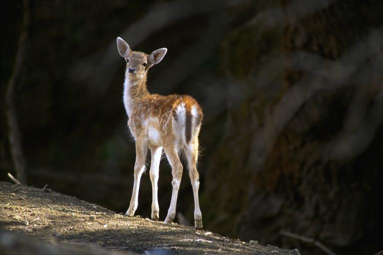 Bourazani Wild Life Resort Konitsa Luaran gambar